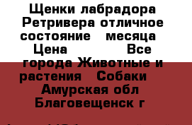 Щенки лабрадора Ретривера отличное состояние 2 месяца › Цена ­ 30 000 - Все города Животные и растения » Собаки   . Амурская обл.,Благовещенск г.